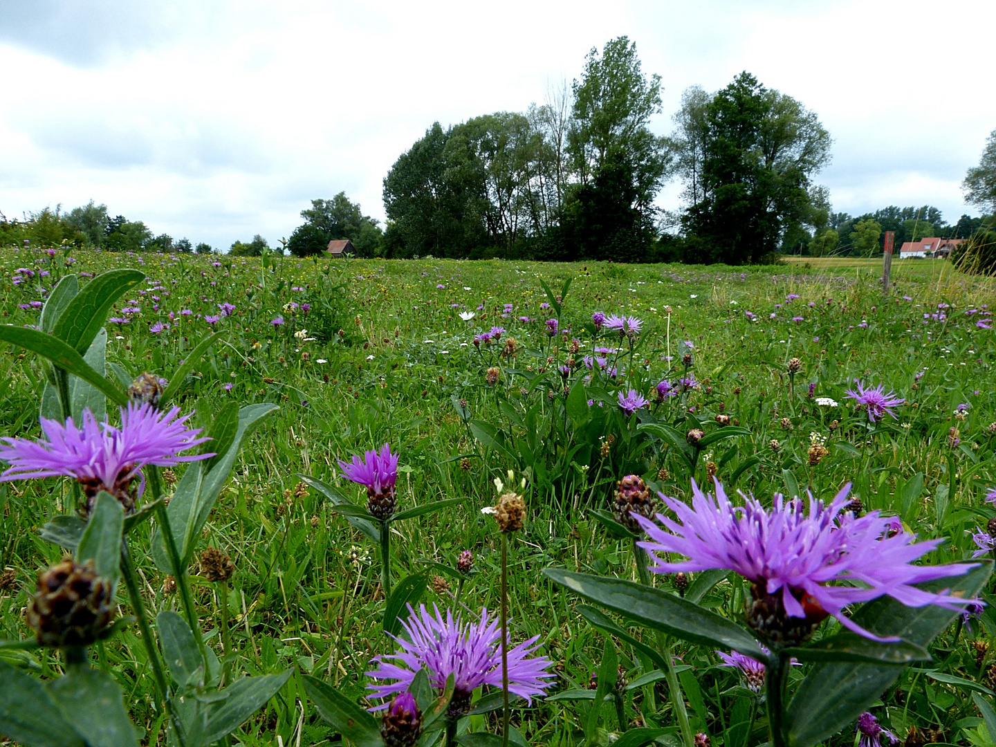 Auf der grünen Wiese 24