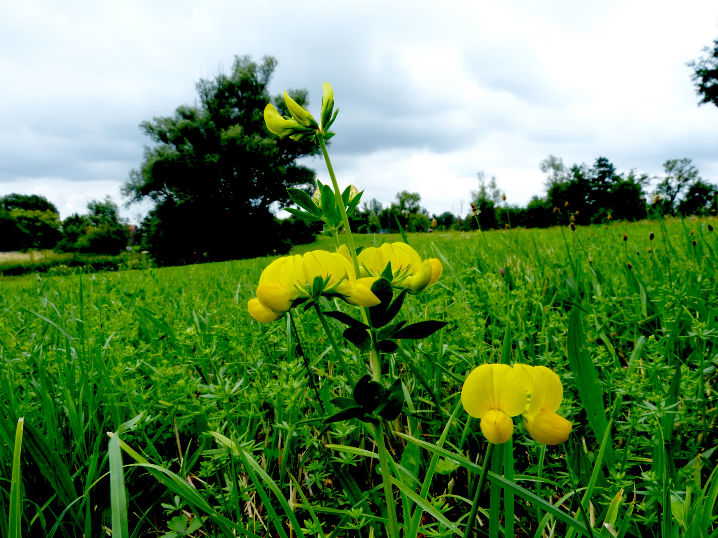 Auf der grünen Wiese 26