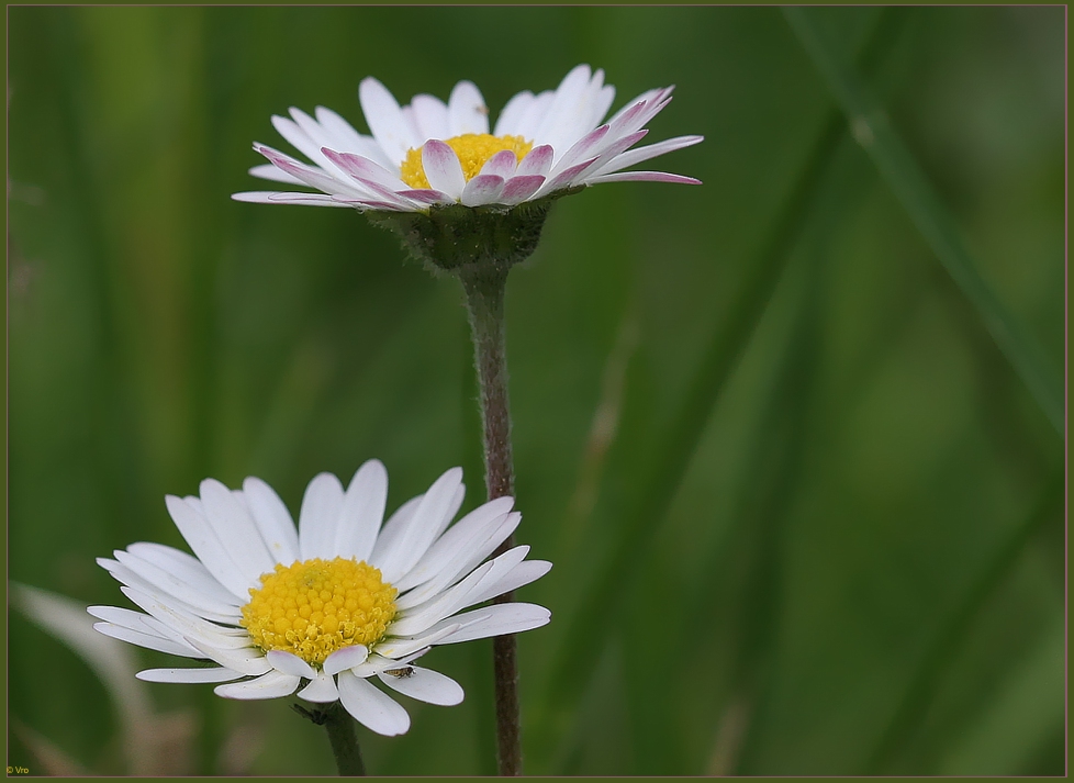 auf der grünen Wiese...