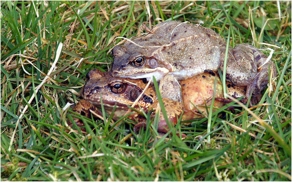 Auf der grünen Wiese