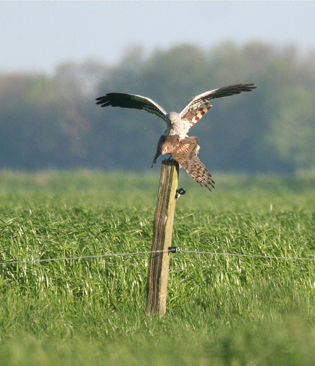 Auf der grünen Wiese...