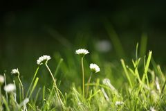 auf der grünen Wiese