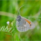 Auf der grünen Wiese (3) - findet man den Kleinen Heufalter (Coenonympha pamphilus) phlaeas) . . .