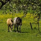 Auf der grünen Wiese