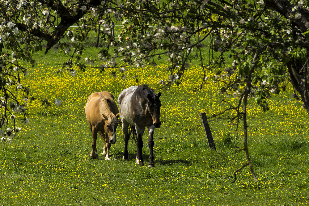 Auf der grünen Wiese