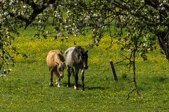 Auf der grünen Wiese