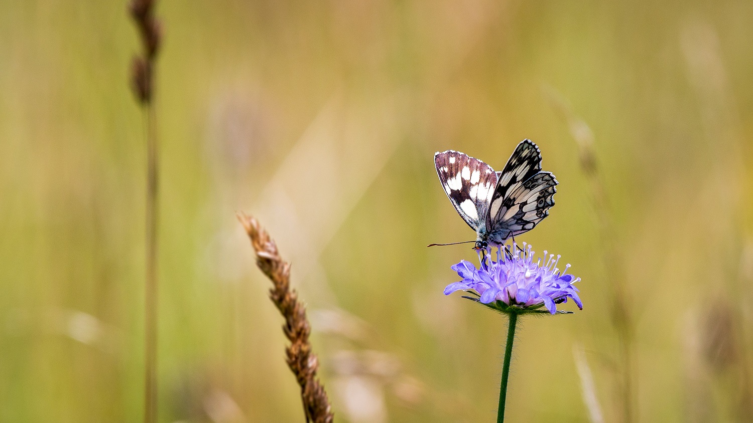 auf der grünen Wiese