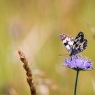 auf der grünen Wiese