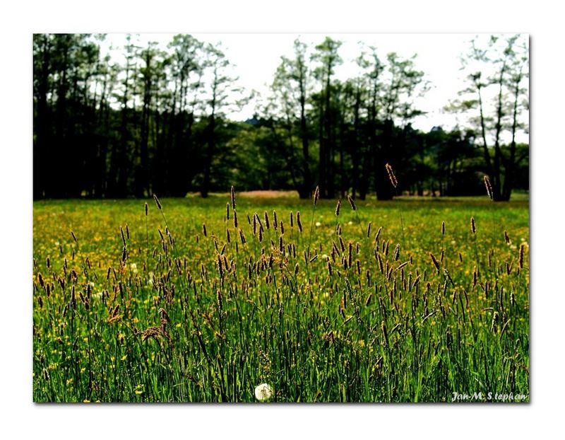 Auf der grünen Wiese...