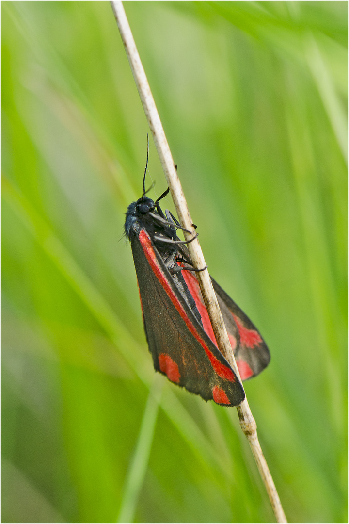 Auf der grünen Wiese (4) - findet man den Jakobskrautbären (Tyria jacobaeae). . .