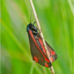 Auf der grünen Wiese (4) - findet man den Jakobskrautbären (Tyria jacobaeae). . .