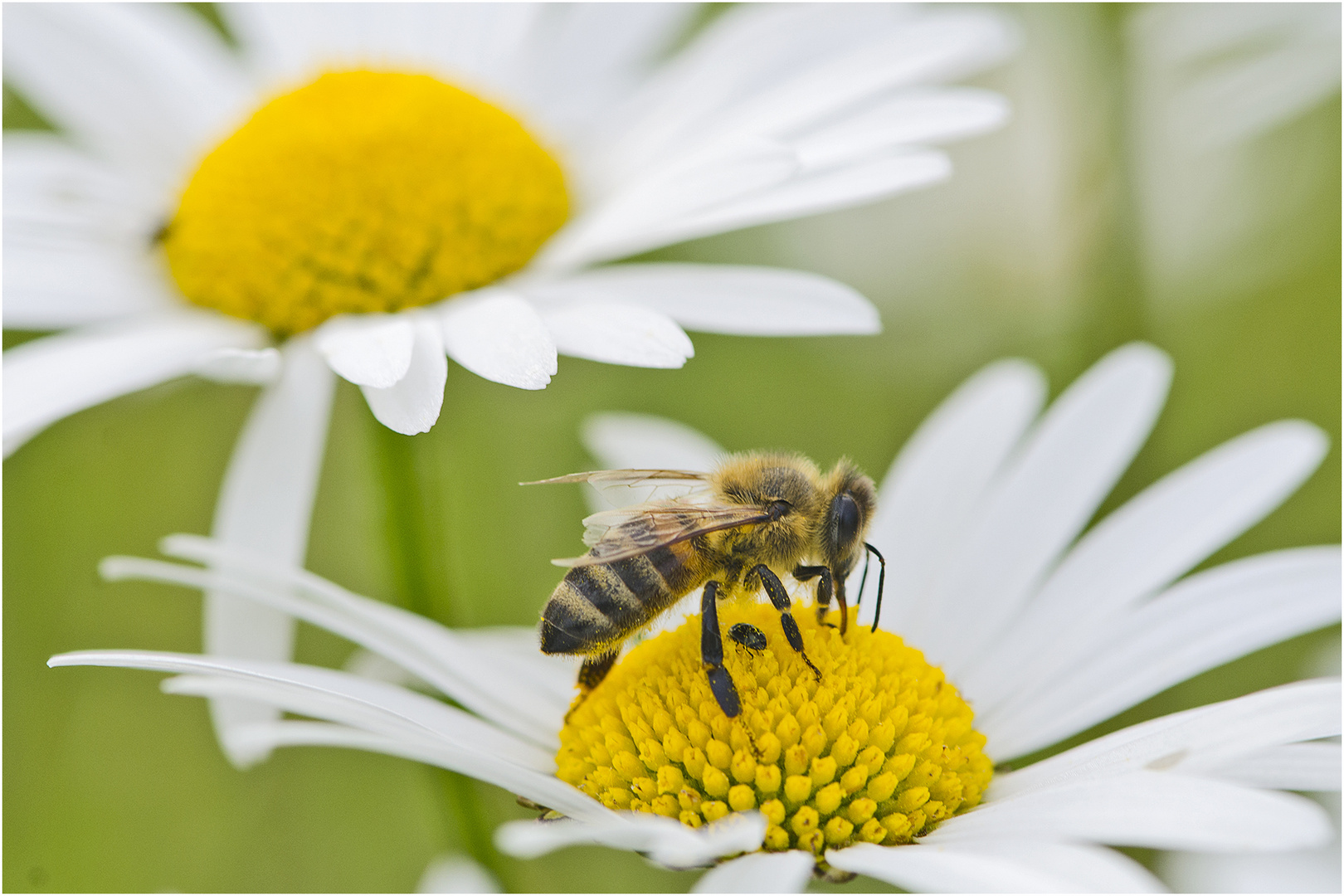 Auf der grünen Wiese (5) - findet man auch die Bienen . . .