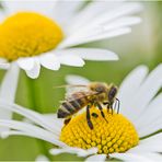 Auf der grünen Wiese (5) - findet man auch die Bienen . . .