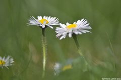 Auf der grünen Wiese....