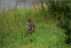 auf der grünen Wiese....