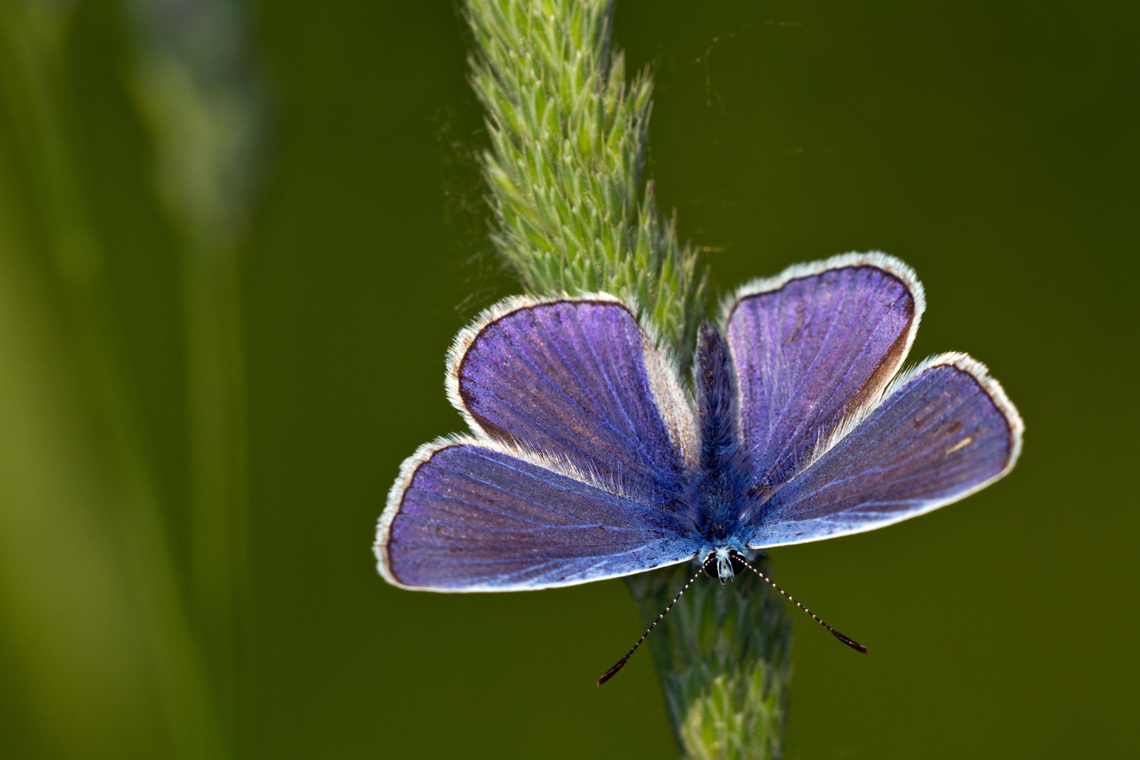 Auf der grünen Wiese...