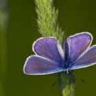 Auf der grünen Wiese...