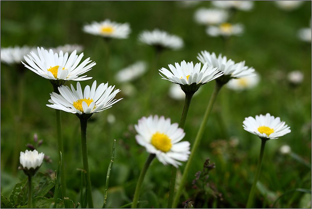 Auf der grünen Wiese...