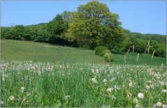 ... auf der grünen Wiese ....