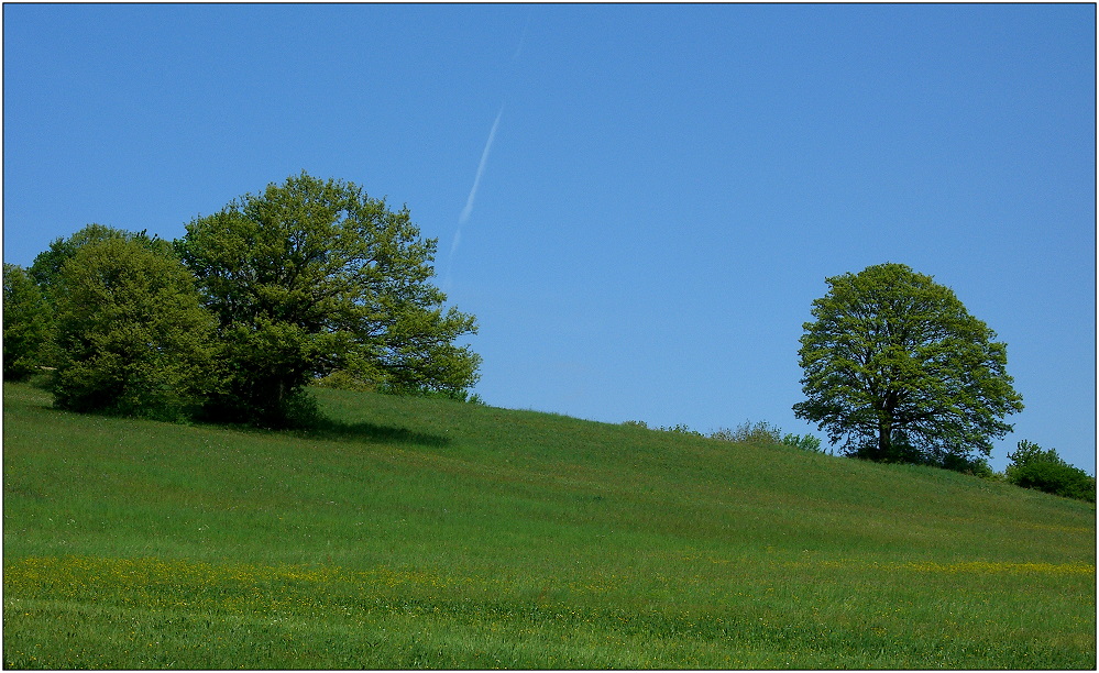 ... auf der grünen Wiese ...