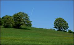 ... auf der grünen Wiese ...