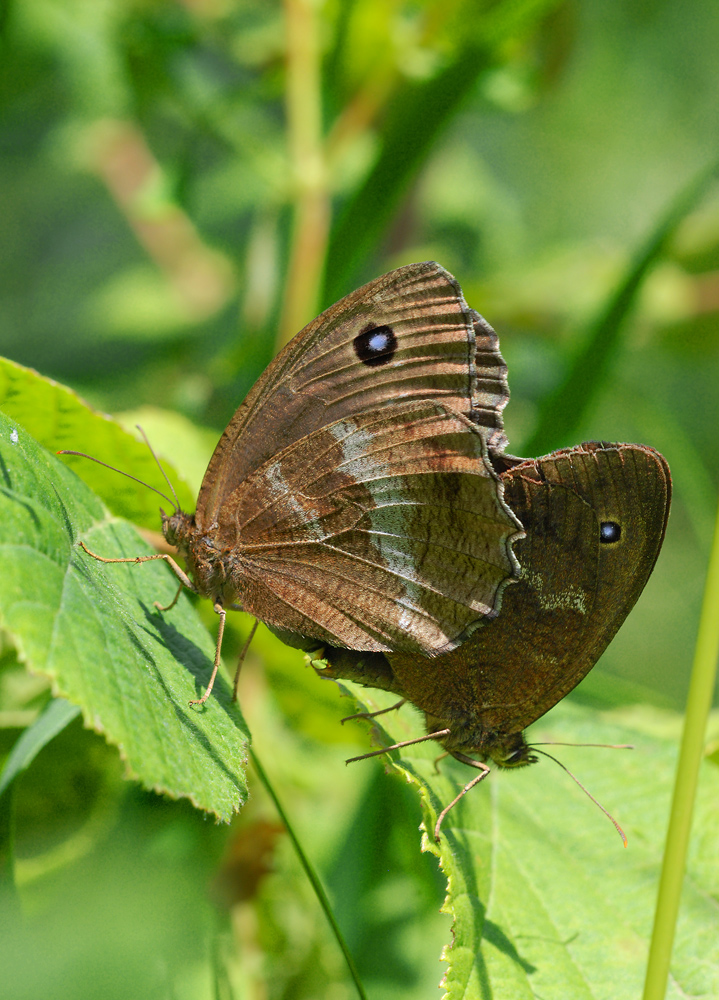 Auf der grünen Wiese