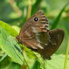 Auf der grünen Wiese