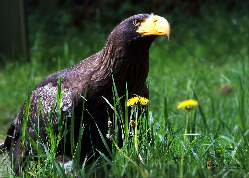 Auf der grünen Wiese