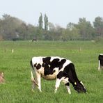 auf der grünen Wiese ...