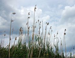 auf der grünen Wiese