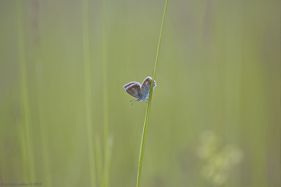 Auf der grünen Wiese