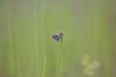 Auf der grünen Wiese