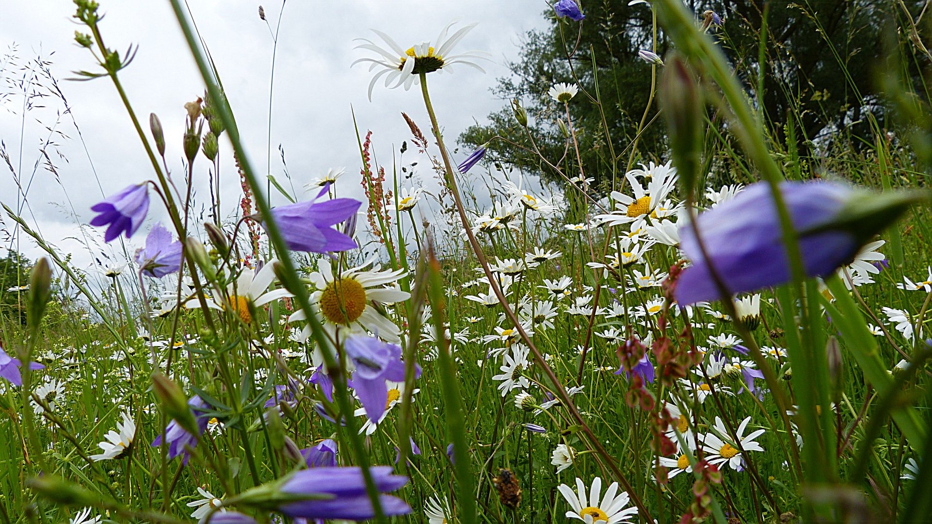 Auf der grünen Wiese 8