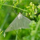 Auf der grünen Wiese (8) - findet man auch den Hartheuspanner (Siona lineata) . . .