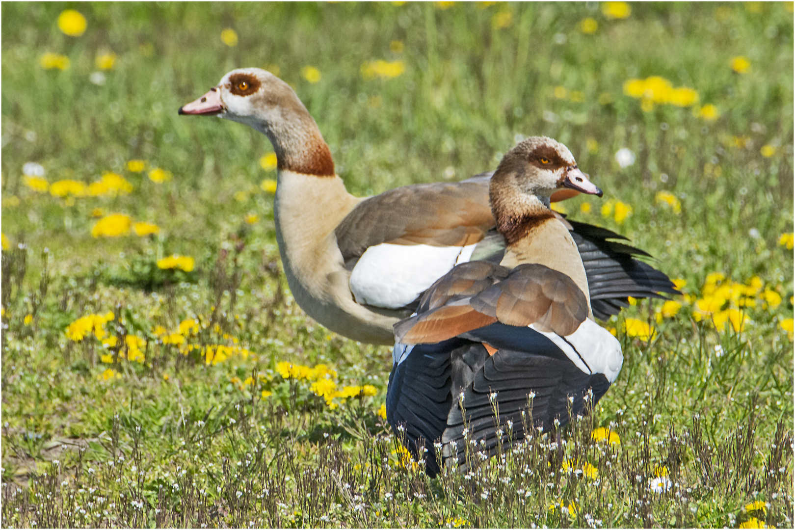 "Auf der grünen Wiese . . .