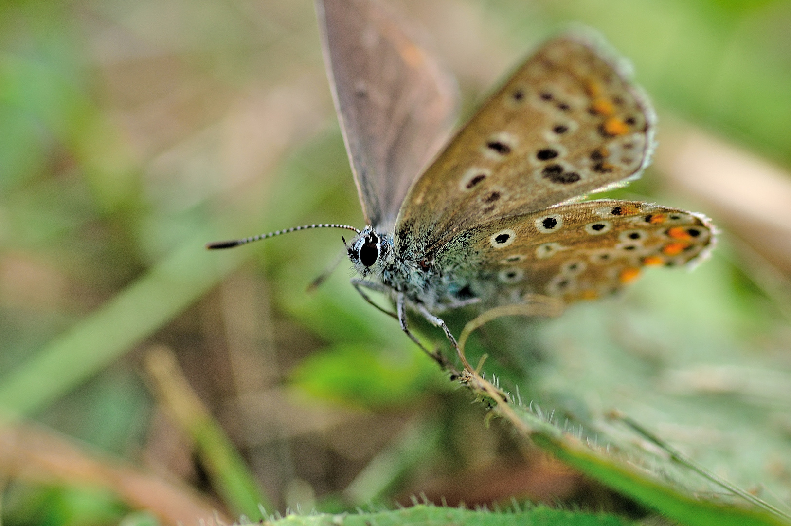 auf der grünen Wiese