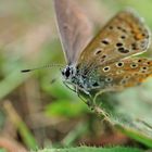 auf der grünen Wiese