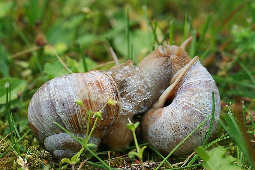 ... auf der grünen Wiese :-)