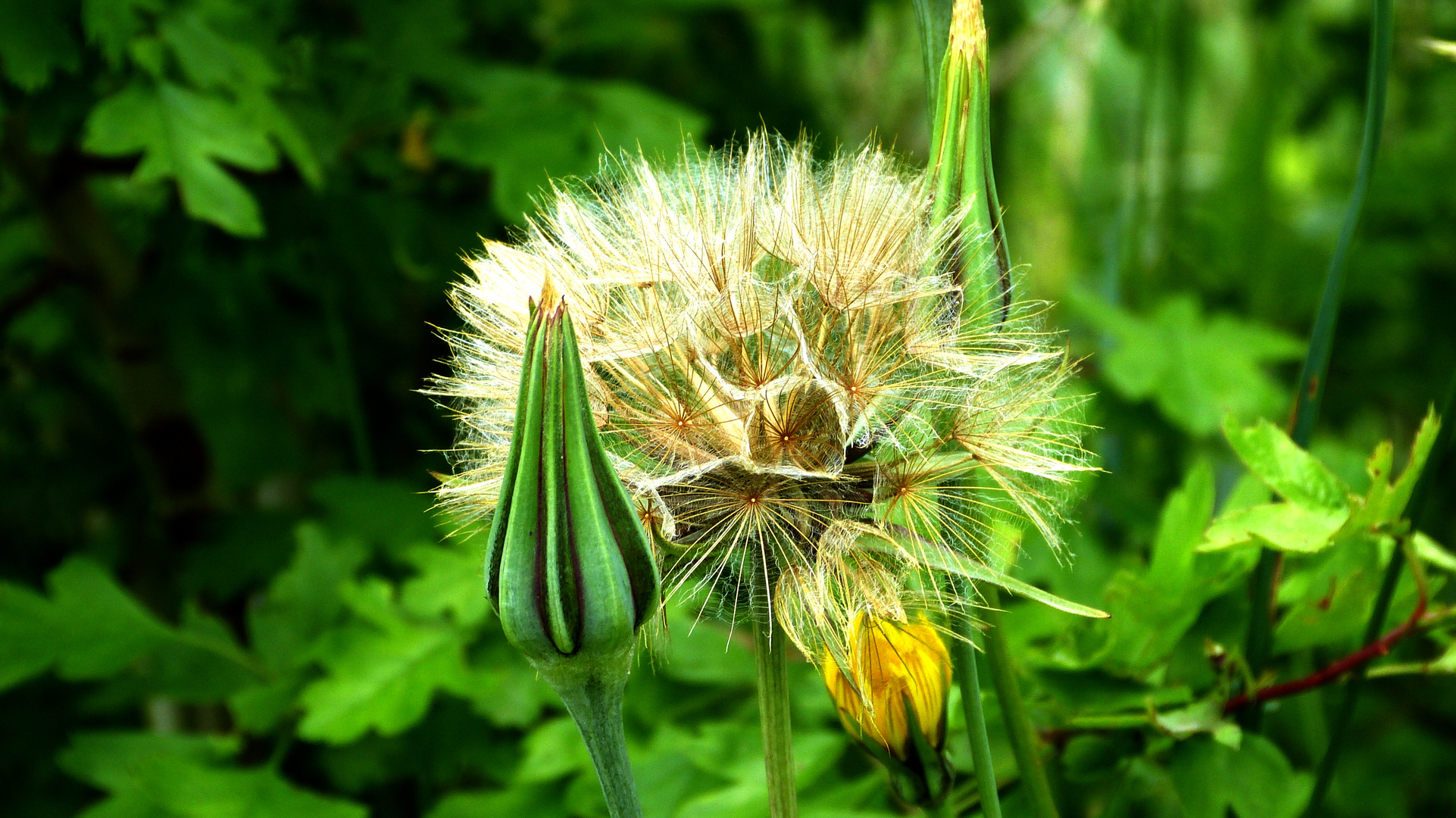 Auf der grünen Wiese 9