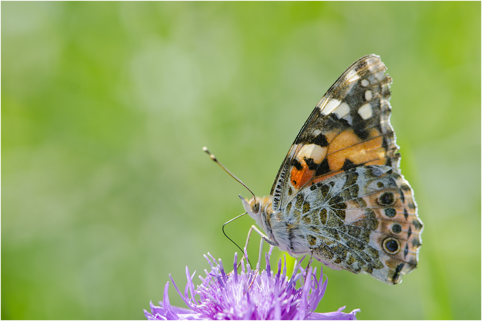 Auf der grünen Wiese (9) - findet man auch den Distelfalter (Vanessa cardui) . . .