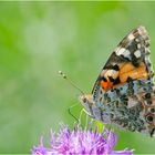 Auf der grünen Wiese (9) - findet man auch den Distelfalter (Vanessa cardui) . . .