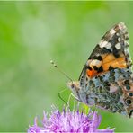 Auf der grünen Wiese (9) - findet man auch den Distelfalter (Vanessa cardui) . . .