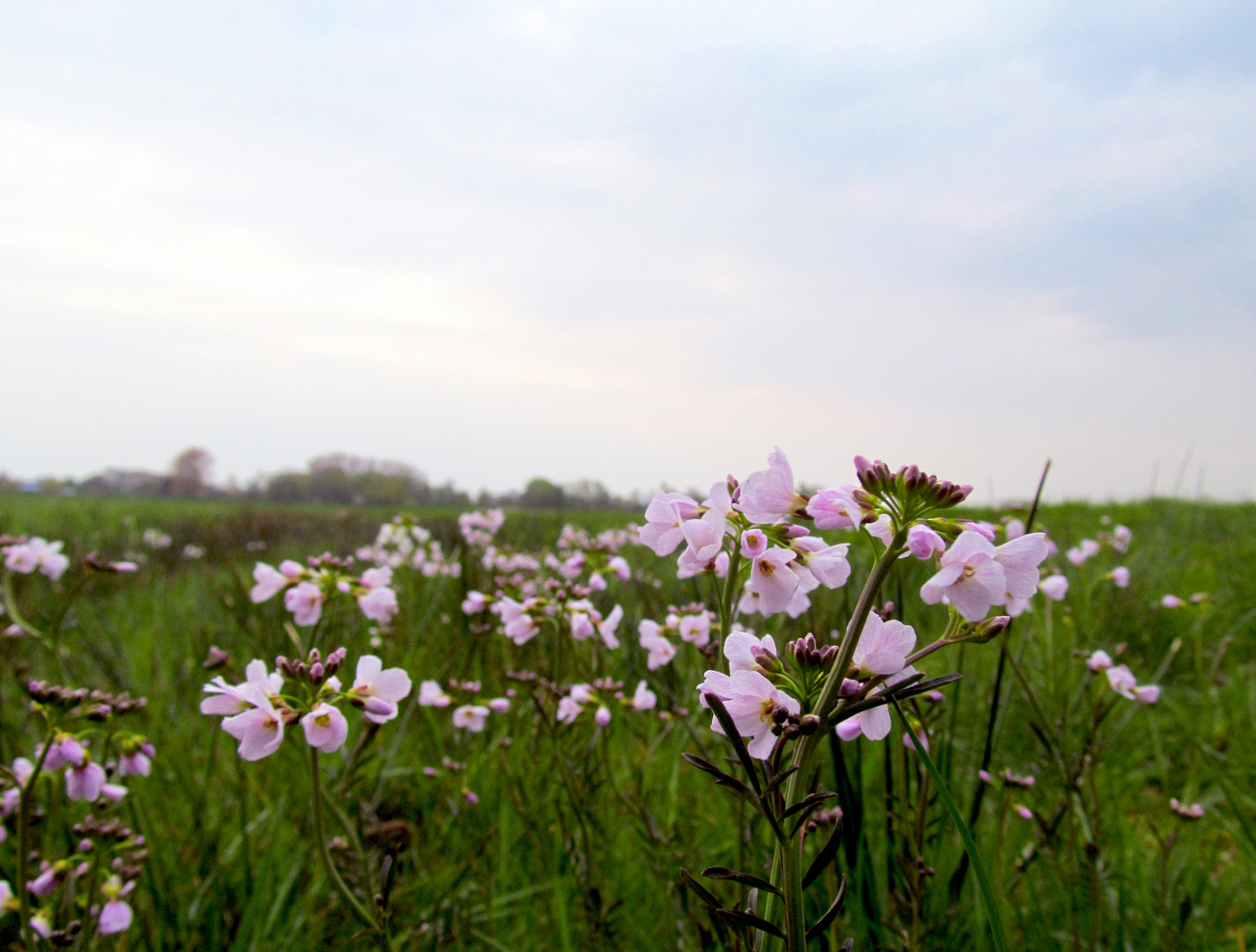 Auf der grünen Wiese ...