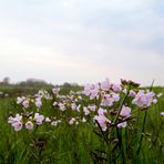 Auf der grünen Wiese ...