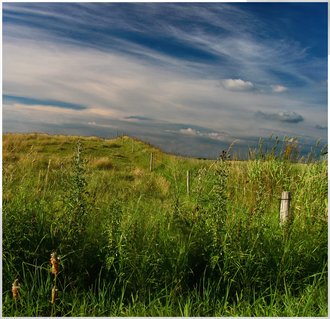 Auf der grünen Wiese