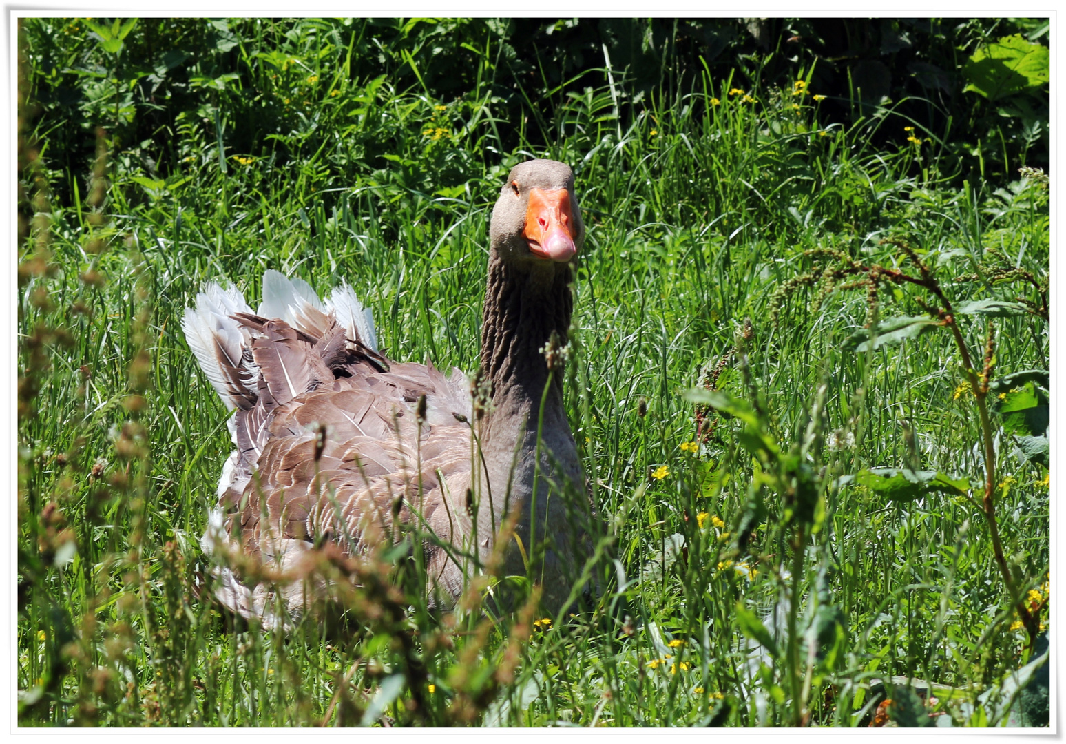 auf der grünen Wiese...