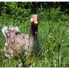 auf der grünen Wiese...