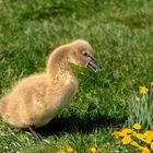 Auf der grünen Wiese...