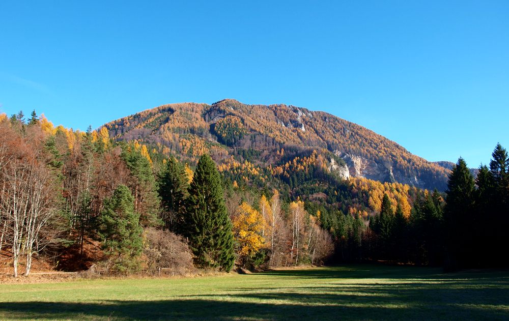 Auf der grünen Wiese