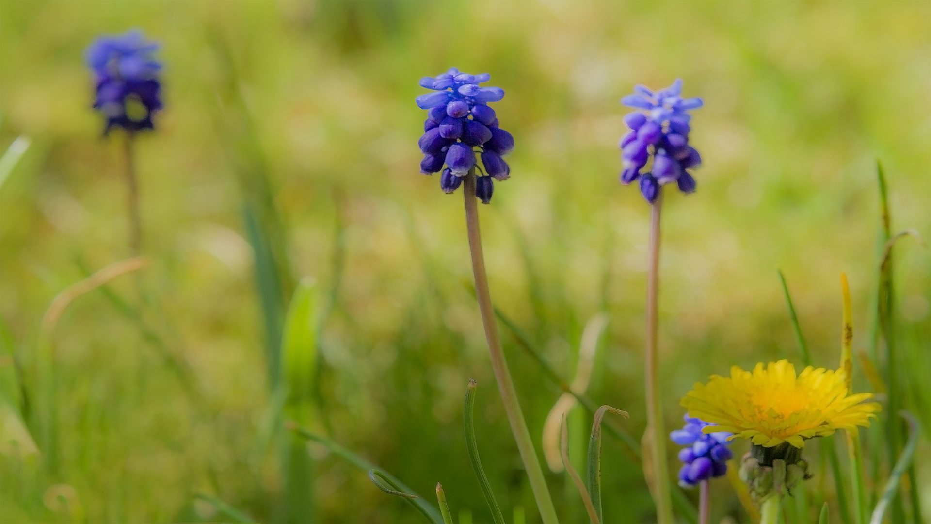 auf der grünen Wiese